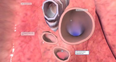 Her akciğerin hilumu akciğerlerin kenarına bakan orta veya mediastinumda bulunur. 3B görüntüleme