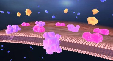 Hipoglisemi diyabet tedavisinde kullanılan insülin ilaçlarının bir sonucu olabilir. 3B görüntüleme