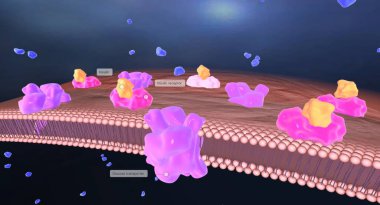 Hipoglisemi diyabet tedavisinde kullanılan insülin ilaçlarının bir sonucu olabilir. 3B görüntüleme