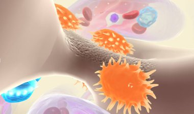 Osteoporoz gibi bazı metabolik hastalıklarda, artan osteoclast aktivitesi kemik emilimine neden olur. 3B Hazırlama