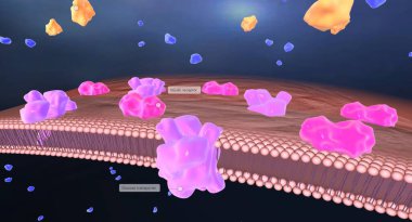 Hipoglisemi diyabet tedavisinde kullanılan insülin ilaçlarının bir sonucu olabilir. 3B görüntüleme