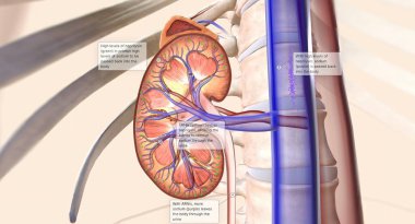 Angiotensin reseptör neprilysin inhibitörleri (ARNI 'lar) böbreğin idrar yolundaki ekstra sodyum taşınmasına yardım ederek işe yarayan bir kombinasyon ilaçtır. 3B görüntüleme