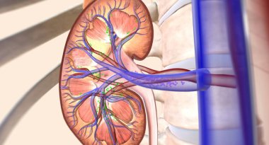 The kidneys help your body by excreting excess sodium into the ureter, where it is flushed away with the urine. 3D rendering