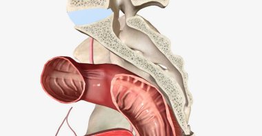 Kemikli leğen kemiği, kalça kemiği, kalça kemiği, iskiyum ve kasık kemiğinden oluşur. 3B görüntüleme