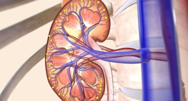 Angiotensin receptor neprilysin inhibitors (ARNIs) are a combination medication that work by helping the kidney move extra sodium into the ureter, where it is flushed away with urine. 3D rendering clipart