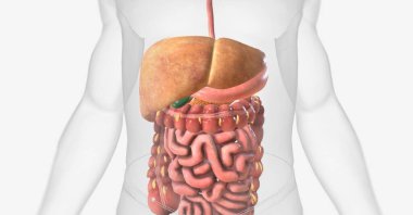 Alkolsüz Yağ Karaciğeri Hastalığı (NAFLD) karaciğerde çok fazla yağ hücresi depolanan bir durumdur. 3B görüntüleme