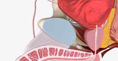 Kemikli leğen kemiği, kalça kemiği, kalça kemiği, iskiyum ve kasık kemiğinden oluşur. 3B görüntüleme