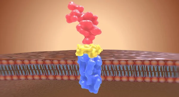 stock image Angiotensin II receptor blockers (ARBs) work by preventing angiotensin II from binding to receptors in the kidneys. 3D rendering