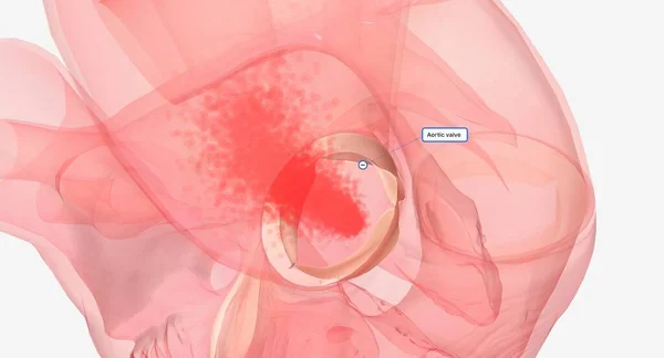 主动脉瓣是心脏的一个瓣膜 位于左心室 主泵房和主动脉之间 主动脉是负责将血液输送到身体各个部位的血管 3D渲染 — 图库照片