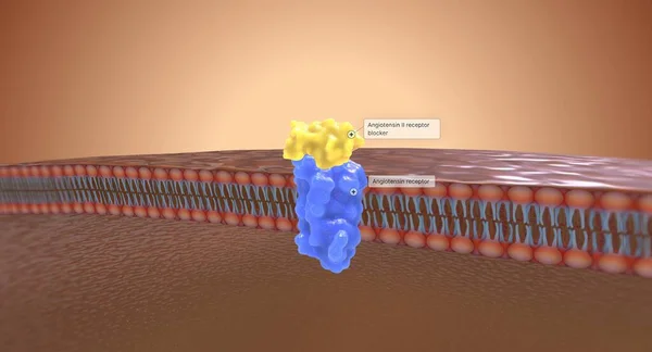 Angiotensin Reseptör Blokörleri Arb Lar Angiotensin Nin Böbreklerdeki Reseptörlere Bağlanmasını — Stok fotoğraf