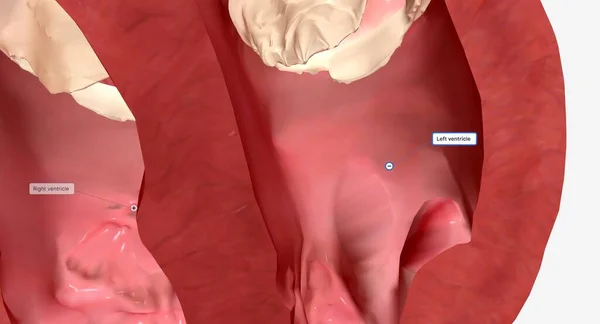 心脏的间隔是将右心室与左心室分开的肌肉壁 左心室是心脏的两个底部室 3D渲染 — 图库照片