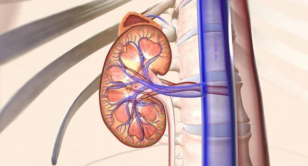 stock image Angiotensin receptor neprilysin inhibitors (ARNIs) are a combination medication that work by helping the kidney move extra sodium into the ureter, where it is flushed away with urine. 3D rendering