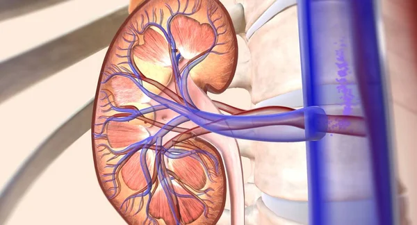 肾通过向输尿管排泄多余的钠来帮助你的身体 输尿管被尿液冲走 3D渲染 — 图库照片