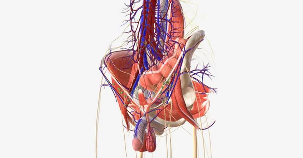 Üreme Organlarının Yanı Sıra Rektum Mesane Içeriyor Alt Uzuvlar Kalça — Stok fotoğraf
