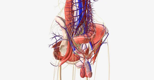 它包含生殖器官 以及直肠和膀胱 下肢与髋关节处的骨盆相连 3D渲染 — 图库照片