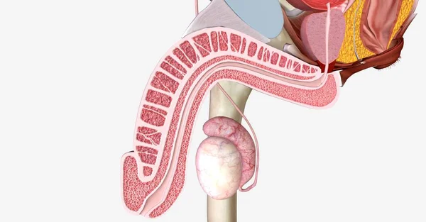 Het Benige Bekken Bestaat Uit Het Heiligbeen Twee Heupbotten Die — Stockfoto