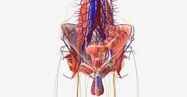 它包含生殖器官 以及直肠和膀胱 下肢与髋关节处的骨盆相连 3D渲染 — 图库照片