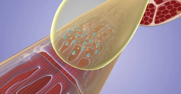 stock image Excitation contraction coupling is the mechanism by which muscle fibers translate an electrical stimulus into a mechanical response. 3D rendering