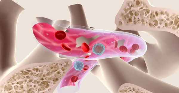 Red bone marrow is a spongy substance concentrated in the ends of long bones, such as the femur, and in flat bones such as the pelvis or sternum. 3D rendering