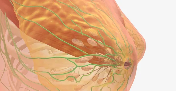 胸部由位于胸壁胸部肌肉上方的脂肪和腺体组织组成 3D渲染 — 图库照片