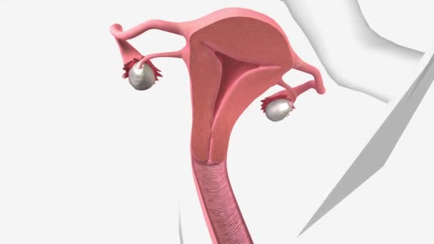 Cervix Small Canal Connects Your Uterus Vagina — Stock video