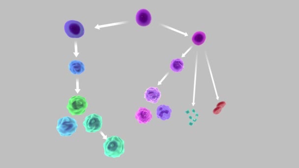 Γενεαλογία Κυττάρων Αίματος Παραγωγή Των Σχηματισμένων Στοιχείων Κύτταρα Του Αίματος — Αρχείο Βίντεο