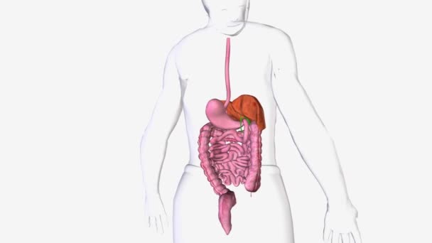 Sistema Digestivo Sistema Órgãos Que Lida Com Ingestão Digestão Alimentos — Vídeo de Stock