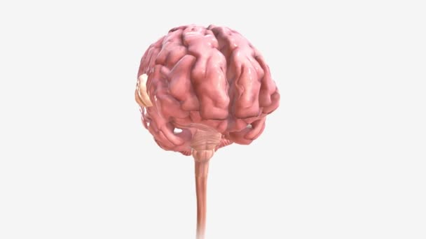 뇌종양은 근처에 세포들 이자라는 병이다 — 비디오