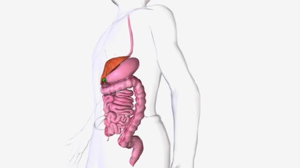 Digestive System Organ System Deals Intake Digestion Food Absorption Necessary — Stock Video