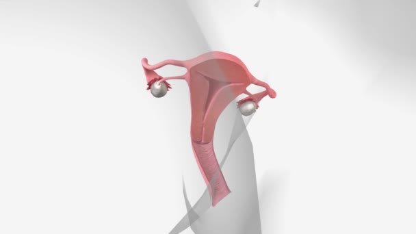 Cervix Small Canal Connects Your Uterus Vagina — Stok Video