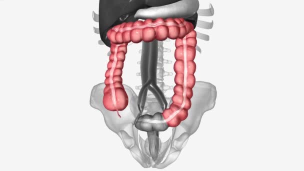 Colon Also Known Large Bowel Large Intestine — Stock Video