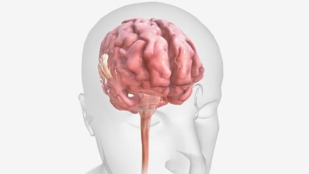 Tumore Cervello Una Crescita Cellule Nel Cervello Vicino Esso — Video Stock