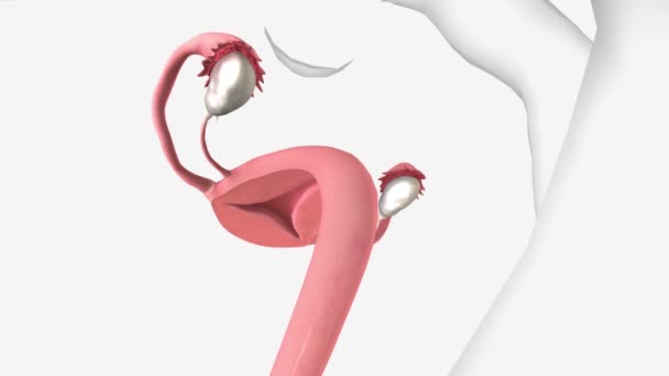 Cervix Small Canal Connects Your Uterus Vagina — Stok video