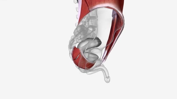 环绕肌群3D医学研究 — 图库视频影像