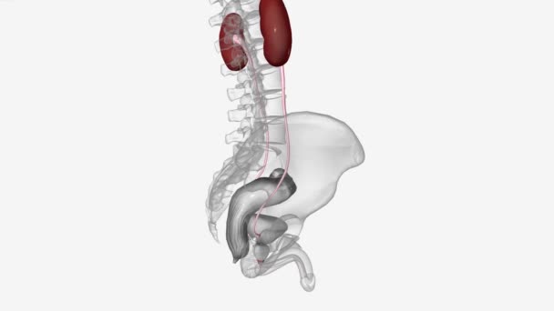 Het Urinestelsel Omvat Nieren Urineleiders Blaas Urethra — Stockvideo