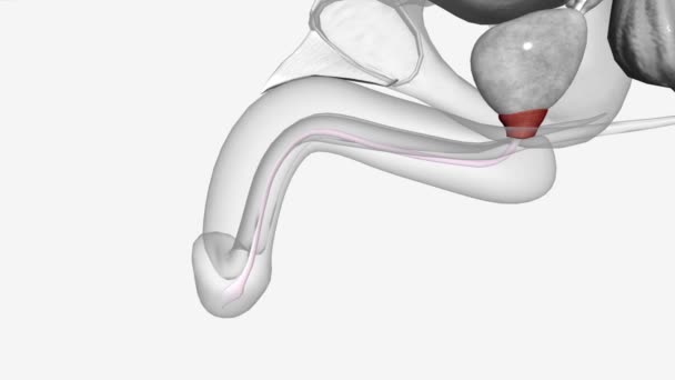 Sistema Urinário Urethra Médico — Vídeo de Stock