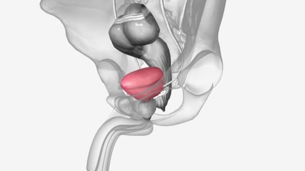 膀胱には筋肉壁があり腎臓によって作られた尿を貯蔵するために大きくなることができます — ストック動画