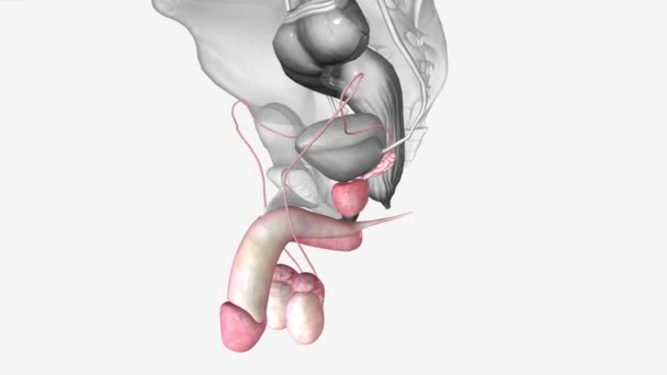 男性生殖器系 3D医療 — ストック動画