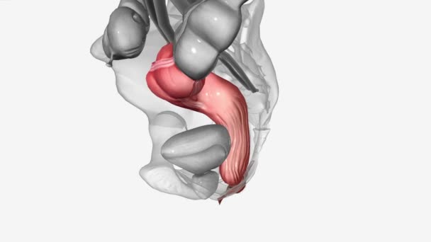 乙状结肠是直肠前大肠的终末部分 — 图库视频影像