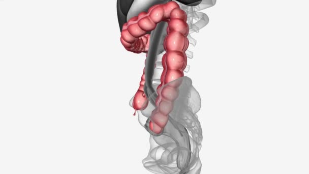 Colon Also Known Large Bowel Large Intestine — Stock Video