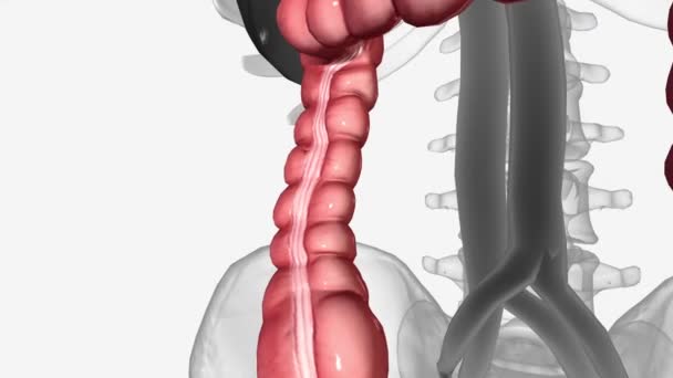 下结肠由肠系膜下动脉的一个分支供应 即左结肠动脉 — 图库视频影像