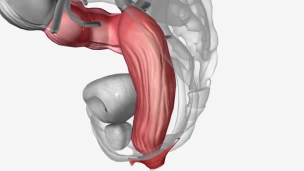シグモイド結腸は直腸に達する前の大腸の末端部分です — ストック動画