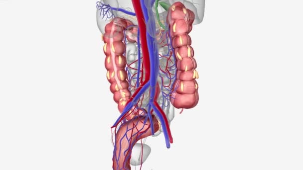 腹部包含许多重要器官 空肠和回肠 — 图库视频影像