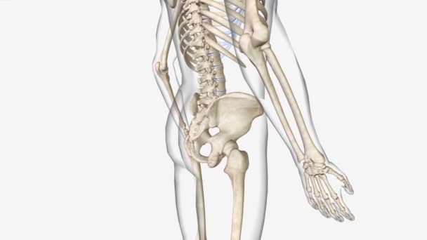 骨骨髄位置 股関節の骨 — ストック動画