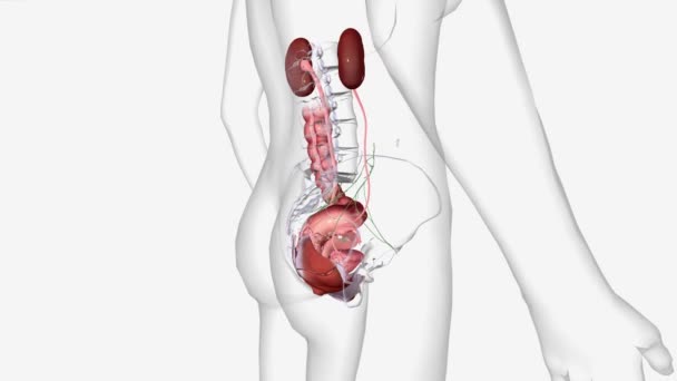 子宫颈癌第四阶段是指癌细胞已扩散至膀胱或后路 或更远的地方 — 图库视频影像