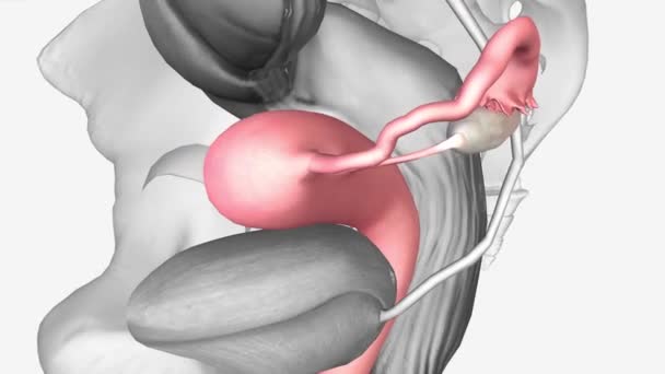 Female Reproductive System Uterus — Stock Video