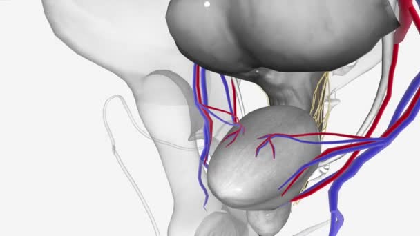 神经血管 阻塞器血管3D医学 — 图库视频影像