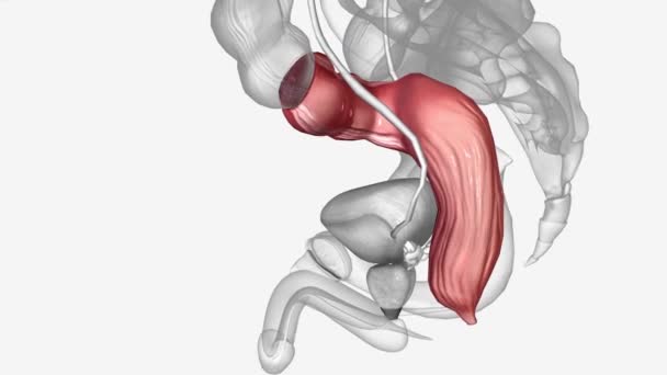 直腸は糞の一時的な保管場所として機能します 直腸は 通常の筋肉を介して送信される下降結腸から糞便材料を受け取ります — ストック動画