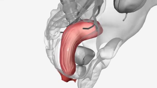 乙状结肠是直肠前大肠的终末部分 — 图库视频影像