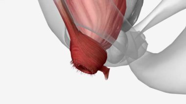 Sigmoid ve Rectum, anal sfinkter kası.